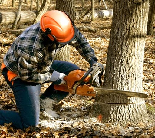 Tree Removal in Camden, TN